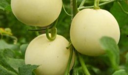 甜瓜生物爆料视频大全,揭秘视频大全中的惊人真相